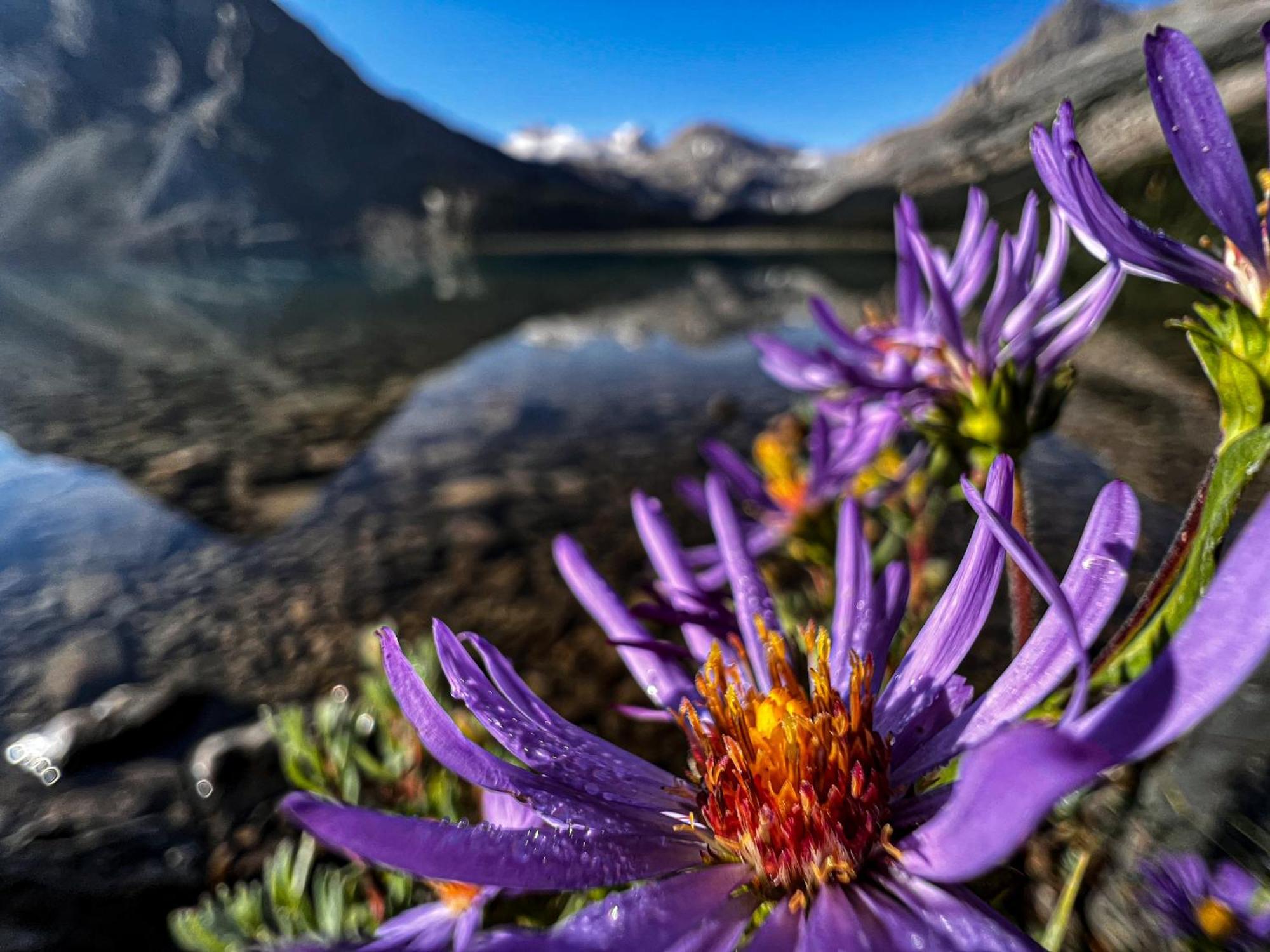 The Lodge At Bow Lake Lake Louise Luaran gambar